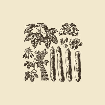 Cassava engraving design vector template