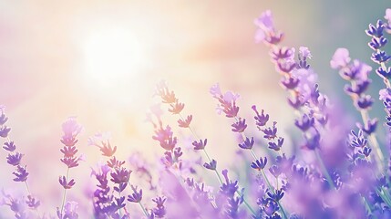 Obraz premium A field of purple flowers with the sun shining on them