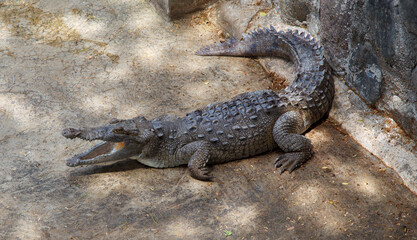 Large aligator with open mouth in Baconao lake zoo, Santiago de Cuba