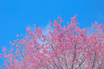 Tiger Lily, Thai Sakura or Blossoming cherry trees in spring in selective focus point