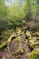 Mossy Forest Landscape with Lush Greenery and Tranquil Atmosphere