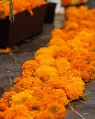 Camino de flores de cempas&uacute;chil en celebraci&oacute;n del D&iacute;a de Muertos