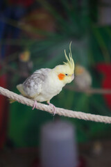 Charming Cockatiel Sitting on a Rope in a Vibrant Natural Setting