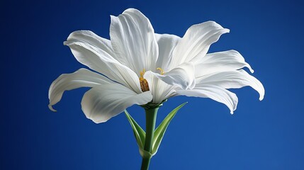 Fototapeta premium 4.A high-resolution image of a white zinnia flower reaching towards a deep blue sky, set in the picturesque town of Belmont, Massachusetts. The petals are fully open, showcasing their velvety