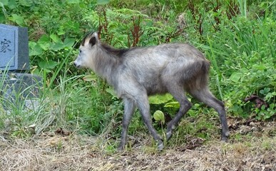 墓地を歩くニホンカモシカ