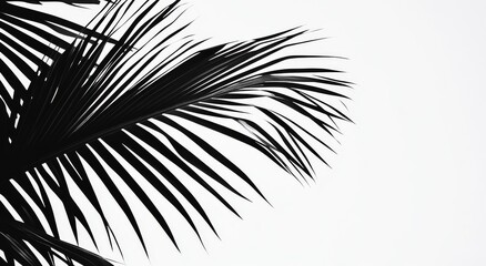 Obraz premium Vibrant green palm fronds contrasted with a stark white canvas.
