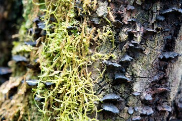 Moss and Fungi Growing on Tree Bark in a Forest Ecosystem
