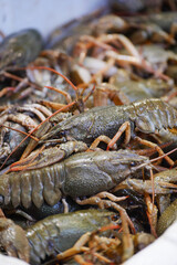 The Fresh Water Crawfish Group in Their Natural Aquatic Habitat Environments