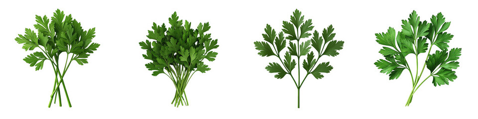Fresh green herbs arranged in clusters on a dark background.