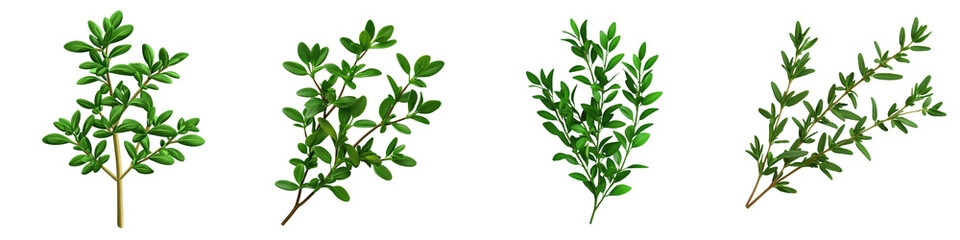 Green foliage  showcasing various leaves