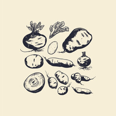 Obraz premium set of tubers hand drawn engraving design vector template