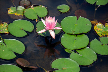 Ninfeia rosa. Flor aqu&aacute;tica.