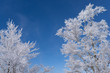 美しい霧氷の木々と青空