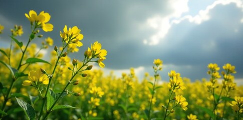 Obraz premium Yellow rapeseed flowers swaying gently in the breeze amidst a grey and foreboding sky, plant life, branch