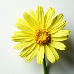 Obraz premium Yellow senecio bloom with intricate details on white surface, yellow, flower, blossom