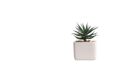 small green succulent plant in white pot, adding touch of nature to any space. Perfect for home or office decor, bringing refreshing vibe