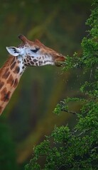 giraffe eat