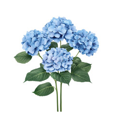 Stunning bouquet of light blue hydrangeas lush green leaves isolated transparent background