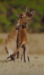 kangaroos hugging each other