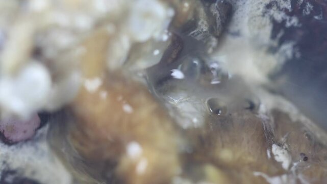 Leeches are segmented worms that belong to the phylum Annelida and comprise the subclass Hirudinea and live in Rice Field crabs.