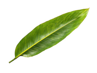 Obraz premium Long green banana leaf with natural texture isolated on white background