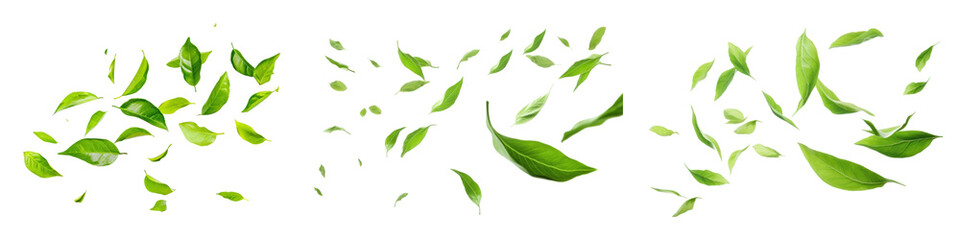 PNG Green leaves vector illustration, element set on transparent background