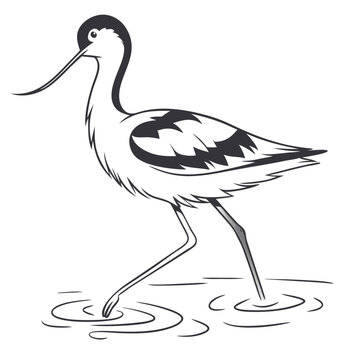 Avocet
