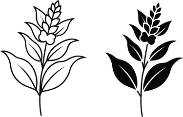 Simple Line Art and Silhouette of Galangal Plant