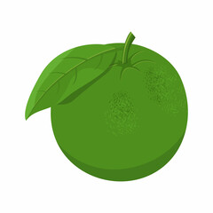 Orange Fruit Vector Image And Illustration