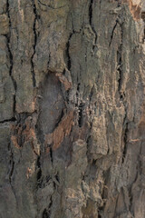 Close-Up of Tree Bark with Natural Textures