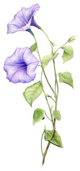 PNG Illustration botanical morning flower.
