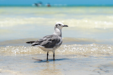 Gaviota en la orilla del mar en Holbox