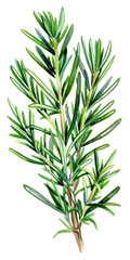 Obraz premium PNG Herb illustration for culinary use
