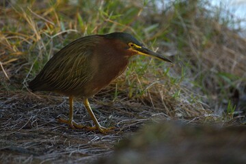 egretta tricolor in the forest.
