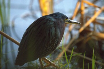 egretta tricolor in the forest.