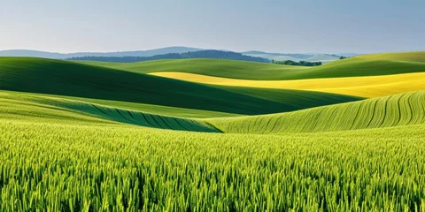 Lush green fields stretch across rolling hills under a clear blue sky, showcasing a vibrant landscape of nature's beauty.