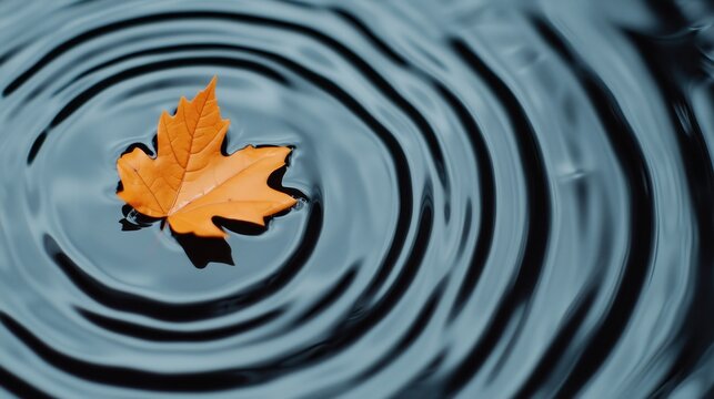 Single orange maple leaf floating on calm water with ripples