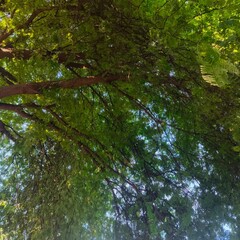 Fototapeta premium green leaves of a tree