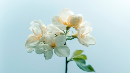 Delicate White Blossoms  Spring Flowers  Soft Blue Background  Floral Photography  Nature
