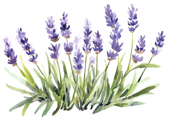 Naklejka premium PNG Lavender lavender illustration watercolor.