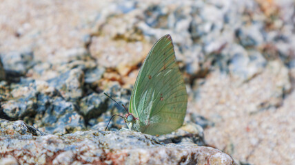 Selective focus of a close up Common Emigrant butterfly resting in a coral on the beach. Catopsilia pomona butterfly rest on a beach rock. Macro shot of Lemon Emigrant butterfly in a beach.