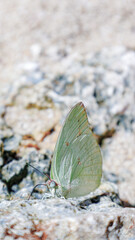 Selective focus of a close up Common Emigrant butterfly resting in a coral on the beach. Catopsilia pomona butterfly rest on a beach rock. Macro shot of Lemon Emigrant butterfly in a beach.