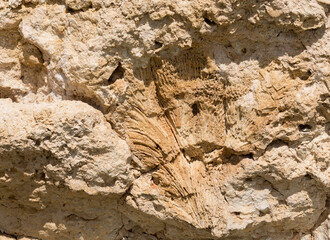 Fossil corals of the Red Sea. Ancient creatures, turned into stone. Reef corals.