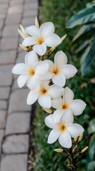 Obraz premium Plumeria Flowers White Blossom Tropical Bloom Garden Nature Botany