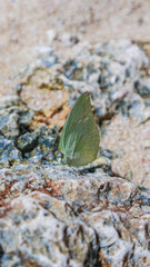 Selective focus of a close up Common Emigrant butterfly resting in a coral on the beach. Catopsilia pomona butterfly rest on a beach rock. Macro shot of Lemon Emigrant butterfly in a beach.