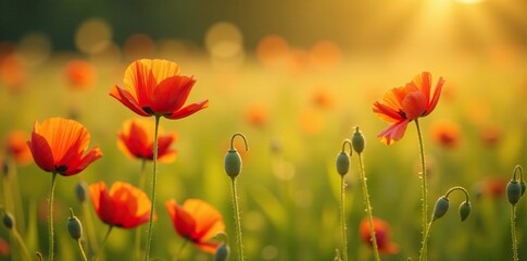 Fototapeta premium Delicate poppy flowers swaying in the field of tall grass, gold, flowers, bloom