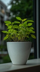 Obraz premium Lush Green Houseplant in Speckled Pot Indoor Plant Home Decor