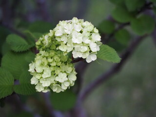 白い花　オオデマリ