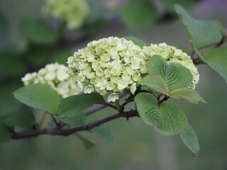 白い花　オオデマリ