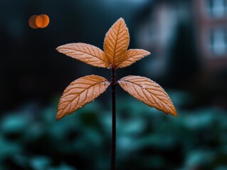 Obraz premium Young sprouting plant with orange leaves against a blurred outdoor background
